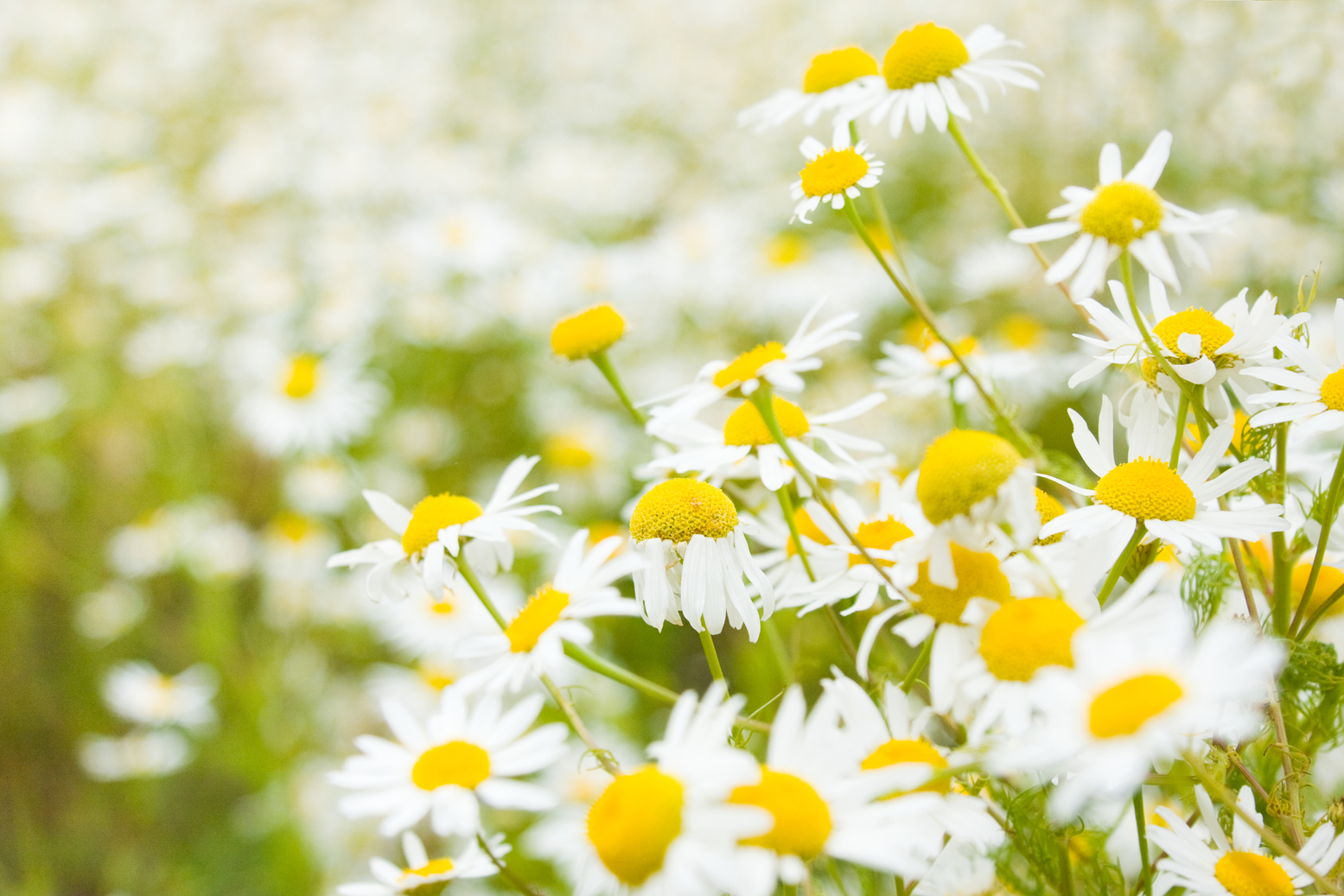 Flores Chamomillae - Chamomile flowers - Camomille - Lule ...