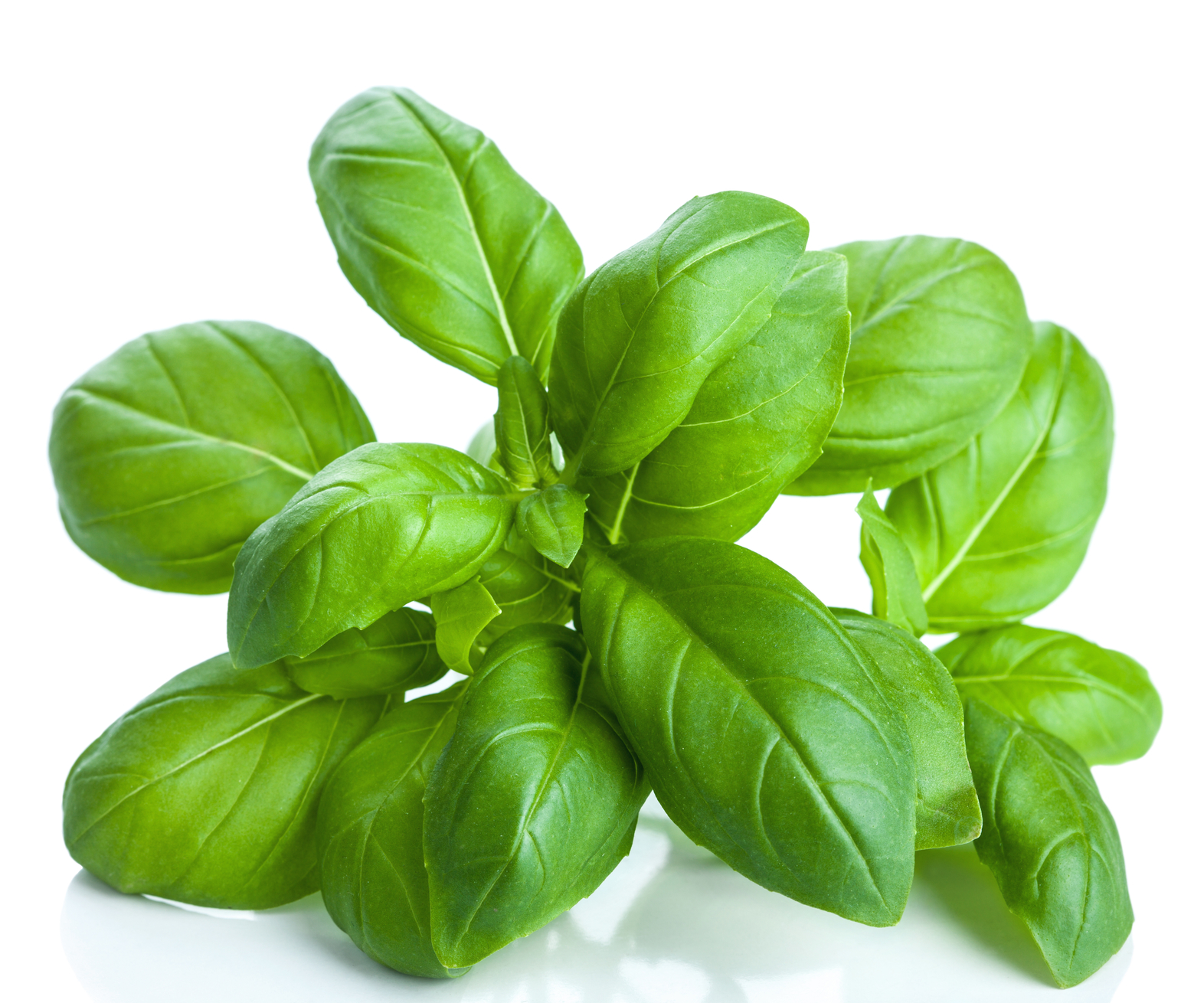 Folia Basillicum Basil leaves Feuilles Basilic Gjethe borziloku