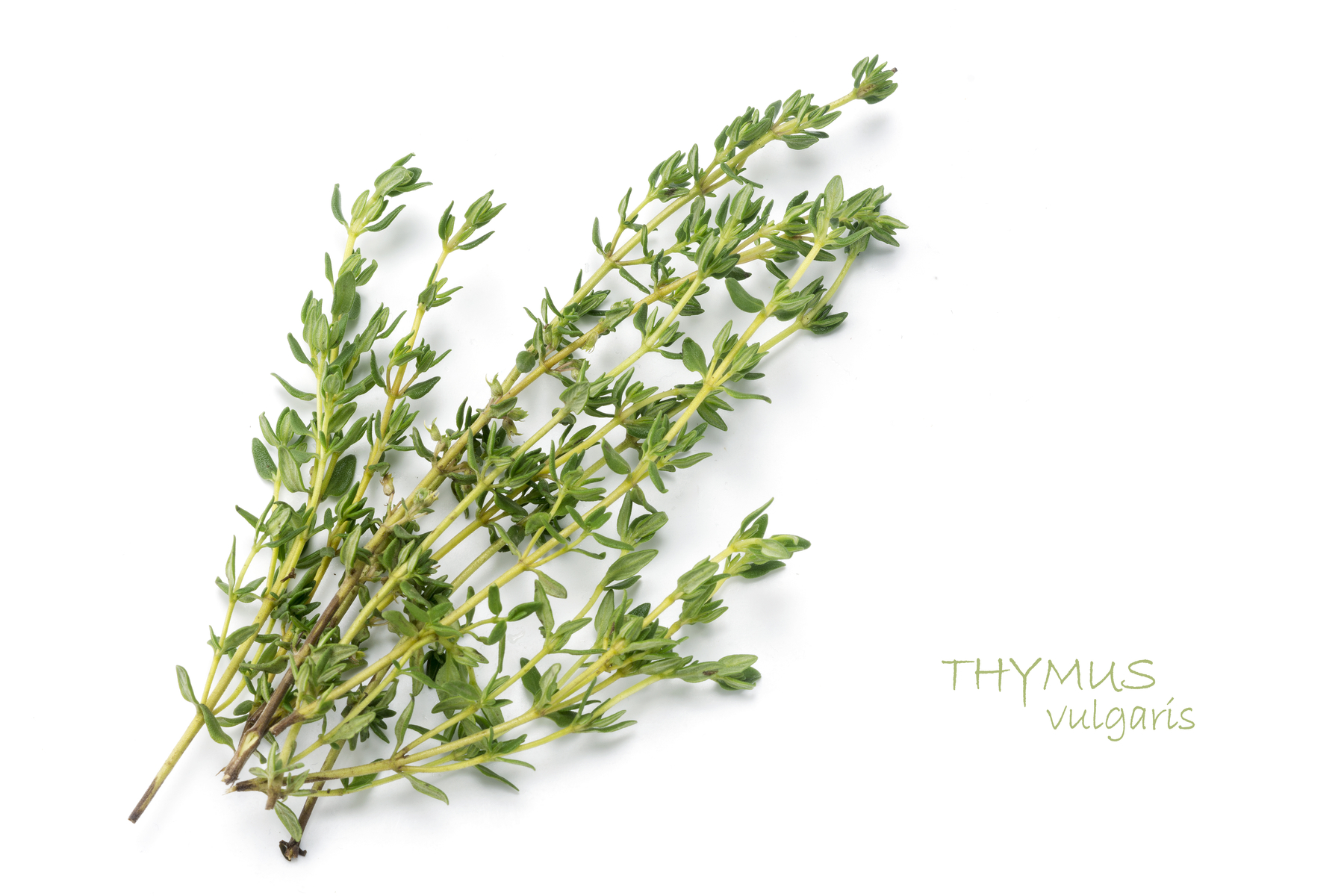 Thymus vulgaris (Common Thyme)