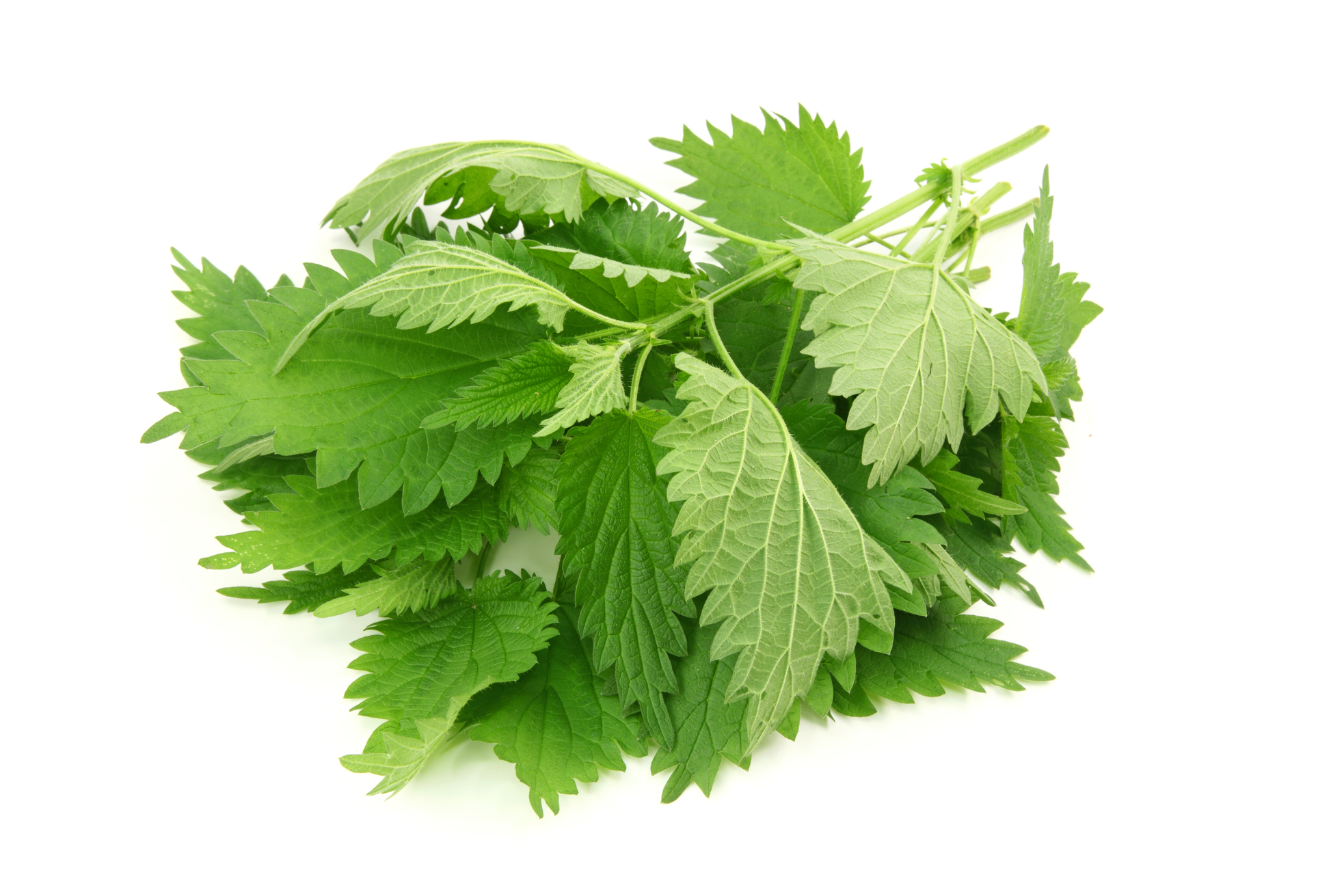 Herba Urticae - Nettle herb - Ortie - Hithri - Bidaj