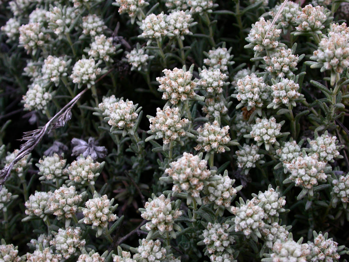 Teucrium Polium - Felty Germander - Germandrée - Bar Majaselli - Bidaj