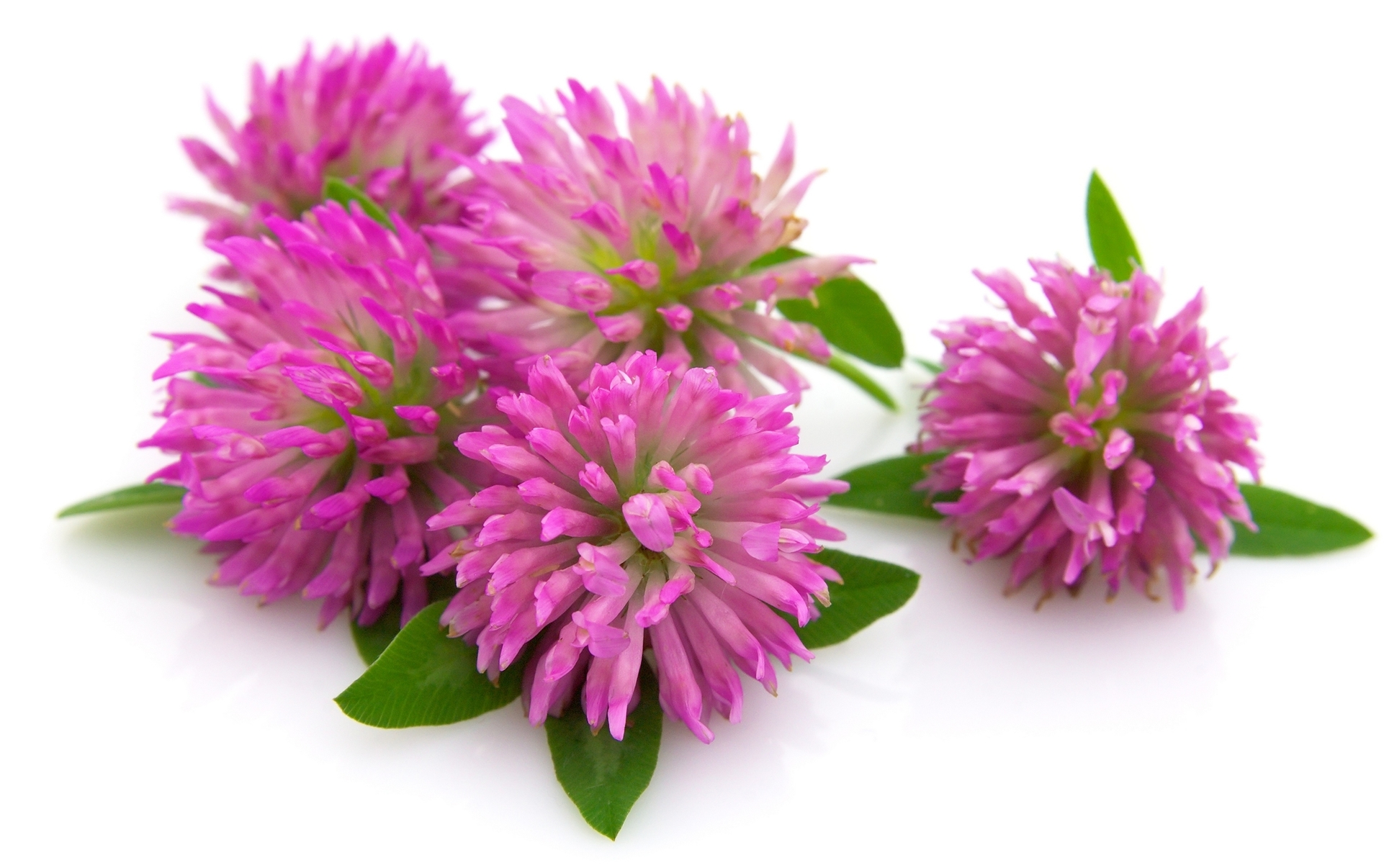 Flores Trifolium - Clover flowers - Fleurs de trèfle - Lule tërfili - Bidaj
