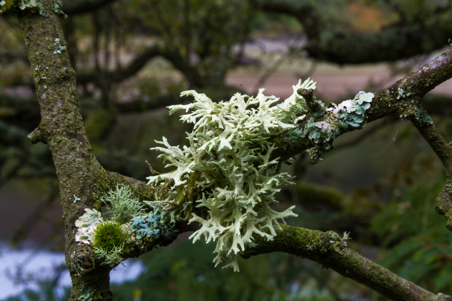 Evernia prunastri - Oak Moss - Mousse de chêne - Myshk ...