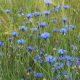 Cornflower Petals