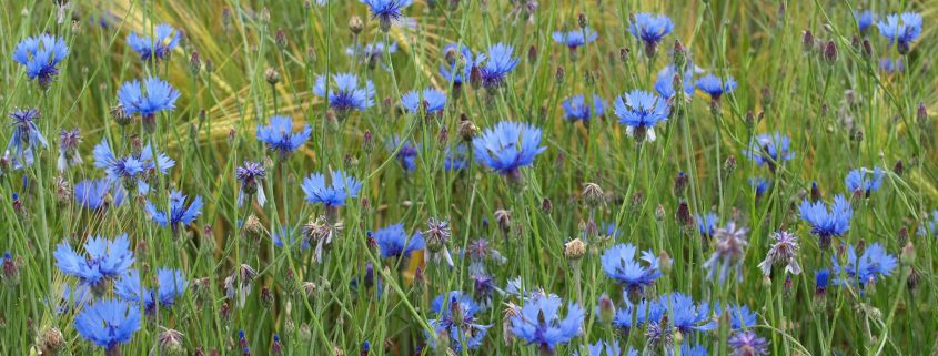 Cornflower Petals