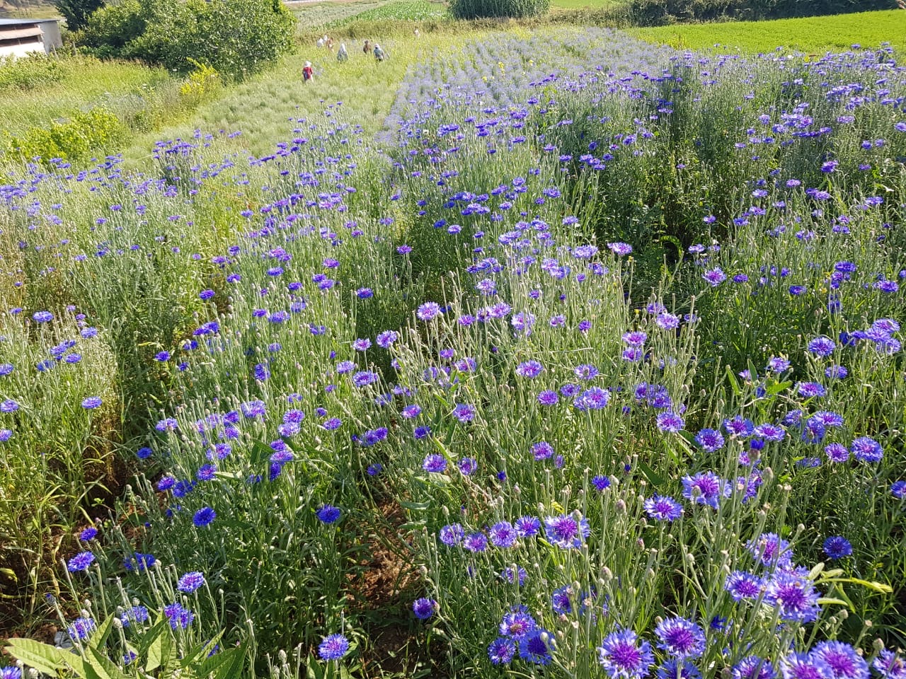 Cultivation of cornflower