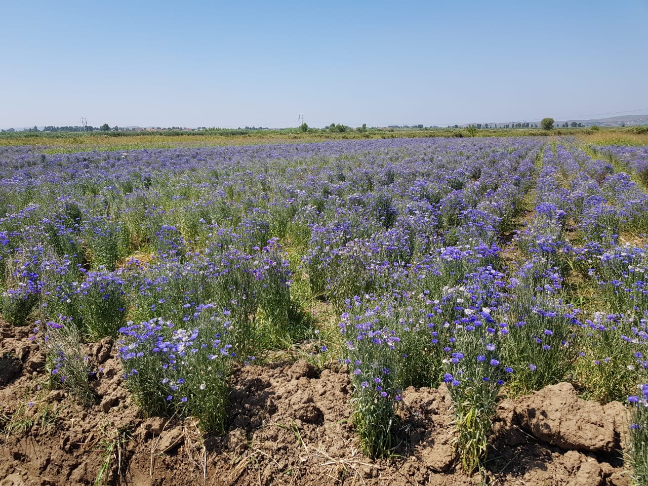 Cornflower Petals