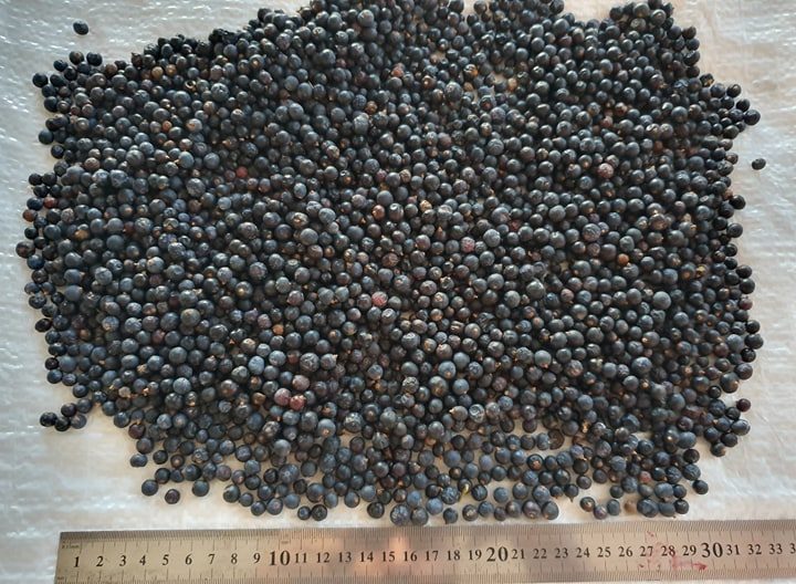 juniper berries