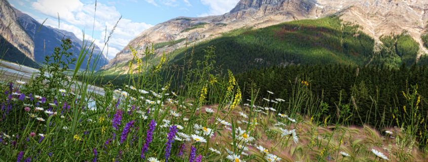 Medicinal Herbs